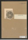 Actinoptychus hungaricus Pant. (de-Toni-Nr.: Genus 227, Species 5548) Zeichnungen Sammlung Grunow Nr. 9578 (NHMW-BOT-W0379390)